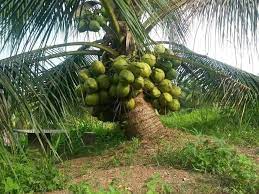 Tanaman ini merupakan hasil penyerbukan silang antara kelapa malayan red dwarf (mrd) atau malayan yellow dwarf (myd) yang berasal dari. Permintaan Semakin Tinggi Aroma Yang Unik Dan Wangi Harga Sebiji Kelapa Pandan Mencecah Rm19 Jom Tanam Kelapa Pandan Wangi Kartel Dakwah