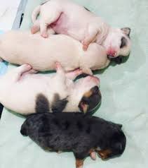 Sort by dad chihuahua/mother jack russel x shitzu 2x female pups for sale looking for a forever loving home 2xlong coat all pups will be microchipped/wormed/1st vaccination and vet checked born 08/04/21 ready to leave 03/06/21 a. Blue Merle Chihuahua Puppies