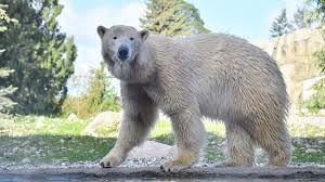 The previous record was 72 seconds in 1970. Polar Bear Im Zoo Rostock Erleben