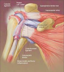 Infraspinatus and teres minor tendon. Taking A Closer Look At Rotator Cuff Disorders