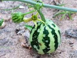 Image result for Trochomeria