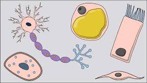 Maybe you would like to learn more about one of these? Specialized Cells Activities Cell Structure And Function