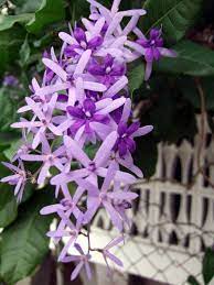 Pin On Gardening In The Tropics