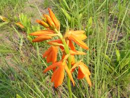 Image result for Orthochilus