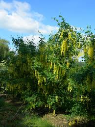 Image result for Laburnum