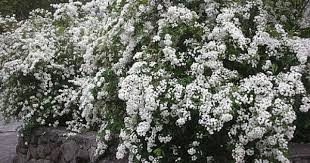 麻葉繡球 小手球 花園裡的小白球 plants growing screen