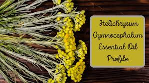 Image result for Helichrysum geminatum