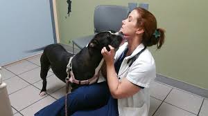 Since 1952, hoag has served the local communities and continues its mission to provide the highest quality health care services through the core strategies of quality and service, people, physician partnerships, strategic growth, financial stewardship, community benefit and philanthropy. Vca Mission Viejo Animal Hospital Closed 10 Photos 55 Reviews Veterinarians 26852 Oso Pkwy Mission Viejo Ca Phone Number Yelp