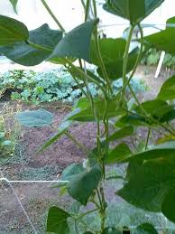 Image result for Psophocarpus lancifolius