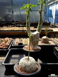 Image result for Adenia stenodactyla