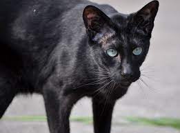 pin on oriental shorthair cat breed