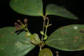 Image result for Strychnos henningsii