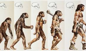 Ascent Of Man Image Is The Wrong Way Round Claims Expert