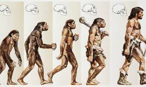 ascent of man image is the wrong way round claims expert