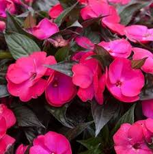New guineas grow in full or part shade. Impatiens New Guinea Costa Farms