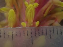 Image result for Disa fragrans