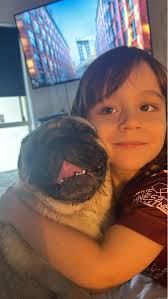 Lost Pugs Found in Mt Cotton