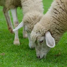 Les Aliments Recommandes Et Interdits Au Menu Des Moutons