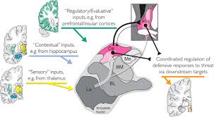 Contributions of the Central Extended Amygdala to Fear and ...