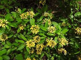 Image result for Flabellaria paniculata