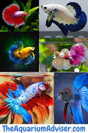 Types Of Betta Fish In 2020 Betta Fish Types Betta Fish Betta