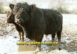 Veteriner Cc Sigir Yetistiriciligi Galloway Sigir Irki
