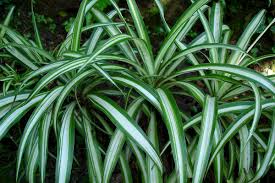 Image result for Chlorophytum lancifolium