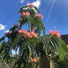 Image result for Albizia