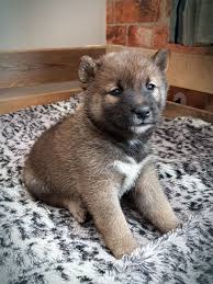 Get advice from breed experts and make a safe choice. Gorgeous Shiba Inu Puppies For Sale Ipswich Suffolk Pets4homes