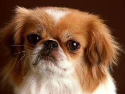 Fino köpek kelime anlamıyla kucağa gelen köpek anlamını taşır. Fino Kopekleri Fino Turleri Ve Ozellikleri Miyhav Com