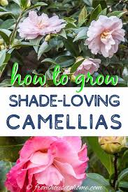 Camellia Care Guide How To Grow Gorgeous Camellias In Your Garden Gardening From House To Home In 2020 Shade Loving Shrubs Grow Gorgeous Shade Plants