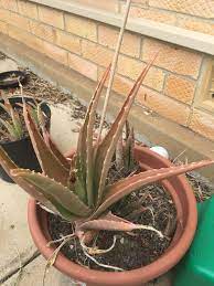 Aloe vera is an angiosperm plant because it flowers. Why Aloe Is Wilting And Browning What Causes A Brown Aloe Vera Plant