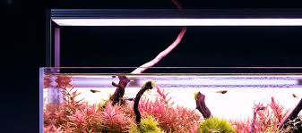 Check spelling or type a new query. Aquarium Setup A Step By Step Guide Green Aqua