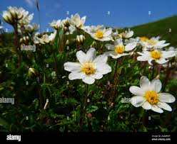 Image result for Maesobotrya floribunda