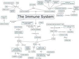 Cells Of The Immune System Student Worksheet Answers Printable Worksheets Are A Valuable In 2021 Immune System Nursing Lymphatic System Study Medical School Studying