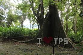Ada yang mengatakan pokok ini berhantu dan berpenunggu. Penunggu Pokok Besar Di Tenom Sabah Original Sabahan