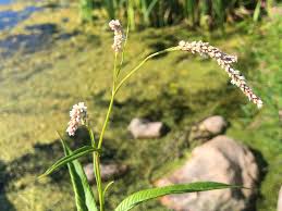 Image result for Persicaria lapathifolia