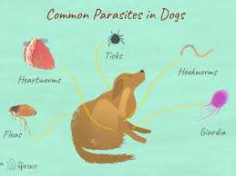 Apr 02, 2021 · your dog may have fleas if they scratch a lot, have small red bites, or have flea dirt on the skin. Parasites In Dogs That You Should Know