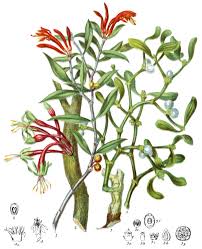 Image result for Loranthaceae