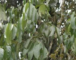 Image result for Drypetes sclerophylla