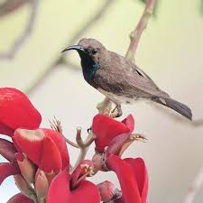 Nectar Hunter Nature Birds Animals