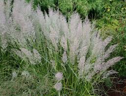 We did not find results for: Korean Feather Reed Grass Feathers For Your Garden Plant Select