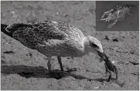 Maybe you would like to learn more about one of these? Innovation And Problem Solving Part Vi The Cambridge Handbook Of Animal Cognition