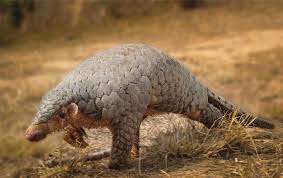 We did not find results for: Ù…Ø­Ù…Ø¯ Ø¨ÙˆØ¬Ø¨Ø§Ø±Ù‡ Dvm On Twitter Pangolin Armadillo Ù‡Ø°ÙˆÙ„ÙŠ Ø§Ù„Ø­ÙŠÙˆØ§Ù†ÙŠÙ† Ù…Ù…ÙŠØ²ÙŠÙ† Ùˆ ÙŠØªØ´Ø§Ø¨Ù‡ÙˆÙ† ÙƒØ«ÙŠØ± Ù…Ø§ Ø£Ø¹Ø±Ù Ø§Ø°Ø§ ÙƒØ§Ù†ÙˆØ§ Ù…ÙˆØ¬ÙˆØ¯ÙŠÙ† Ø¹Ù†Ø¯Ù†Ø§ ÙˆÙ„ÙƒÙ†ÙŠ Ù„Ø§ Ø§Ø¹ØªÙ‚Ø¯ Ø°Ù„Ùƒ Ø§ÙˆÙ„ Ù…Ø§ Ø§Ø´ÙˆÙÙ‡Ù… Ø§Ø­Ø³Ù‡Ù… Ù…Ù‚Ø§ØªÙ„ÙŠÙ† Ø§Ù„Ø¯Ø±ÙˆØ¹