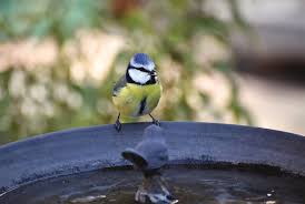 The inclusion of a bird bath in your yard is also an element of design and can improve the look and atmosphere of your surroundings. How To Attract Birds To Your Garden Companion Stairlifts