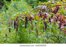 Image result for Phytolacca dodecandra