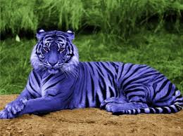 Blue Maltese Tiger Picture Animals Rare Animals Cute Animals