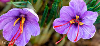 Save Lots Of Money By Growing Your Own Saffron