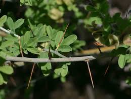 Image result for Indigofera circinnata