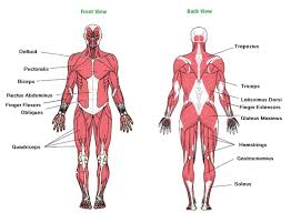Have you ever noticed a feeling of discomfort after a large meal?. Yl 8524 Diagram Of Muscles Of The Body Schematic Wiring